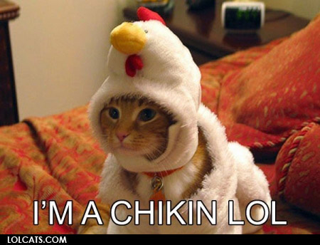 cat chicken